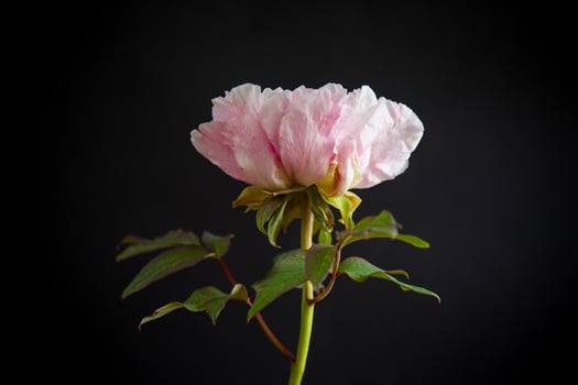blooming pink tree peony flower on black background photo