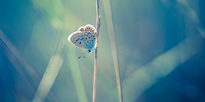 Sunset nature meadow field with butterfly as spring summer background concept. Amazing fantasy nature closeup. Inspirational nature peaceful beautiful wallpaper design. Dream bokeh sunset field photo