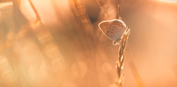 Sunset nature meadow field with butterfly as spring summer background concept. Amazing fantasy nature closeup. Inspirational nature peaceful beautiful wallpaper design. Dream bokeh sunset field photo
