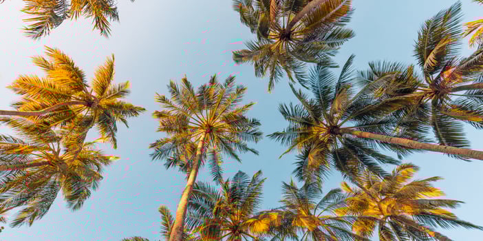 Summer vacation banner. Romantic vibes of tropical palm tree sunlight on sky background. Outdoor sunset exotic foliage closeup nature landscape. Coconut palm trees shining sun over bright sky panorama photo