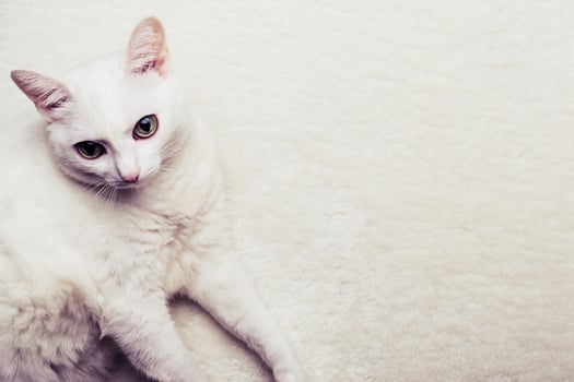 Portrait of a white fat old cat on a white fur rug. Selective focus on cat face photo