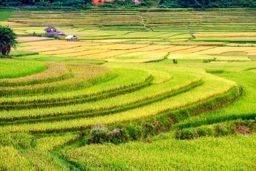Rice field terraces with cottage in valley at rural photo