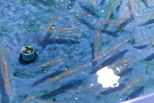 squid swim in the water tank ready to cook in the restaurant photo