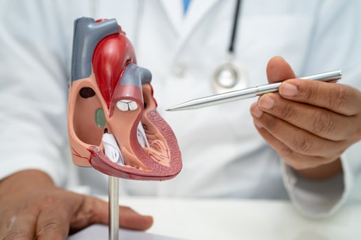Cardiovascular disease CVD, Asian doctor holding human anatomy model for learn and treat heart disease. photo