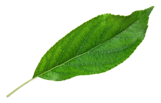 green leaf isolated photo