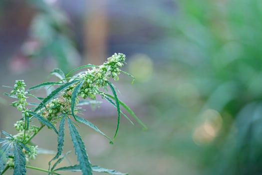 Close-up of cannabis plant growing from the soil. Hemp green leaves for medical photo
