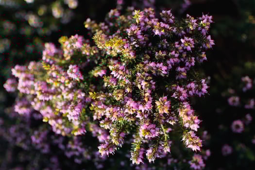 Pink heather sprigs on a plant in the ground in winter, ericaceae, calluna vulgaris photo