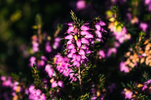Pink heather sprigs on a plant in the ground in winter, ericaceae, calluna vulgaris photo