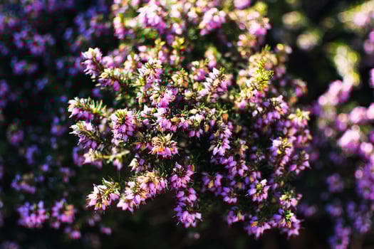 Pink heather sprigs on a plant in the ground in winter, ericaceae, calluna vulgaris photo