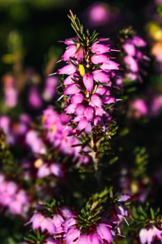 Pink heather sprigs on a plant in the ground in winter, ericaceae, calluna vulgaris photo