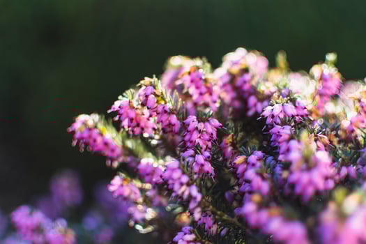 Pink heather sprigs on a plant in the ground in winter, ericaceae, calluna vulgaris photo