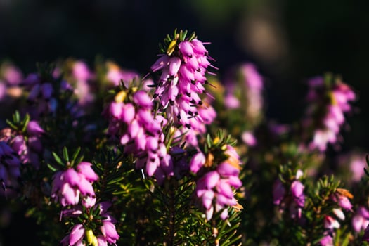 Pink heather sprigs on a plant in the ground in winter, ericaceae, calluna vulgaris photo