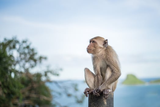 Monkey sitting on a steel photo