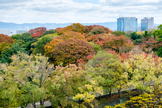 Aerial view of multi color trees in autumn park photo