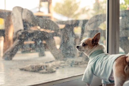 Chihuahua dog wear blue cloth waiting for something in room photo