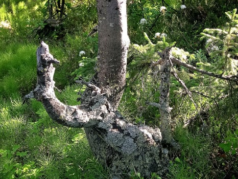 Penjok of a coniferous tree. Broken spruce. photo