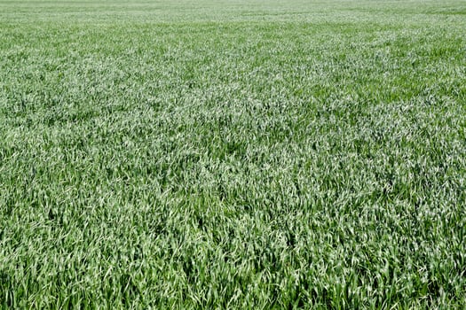 Young wheat green on the field, background texture of grass. photo