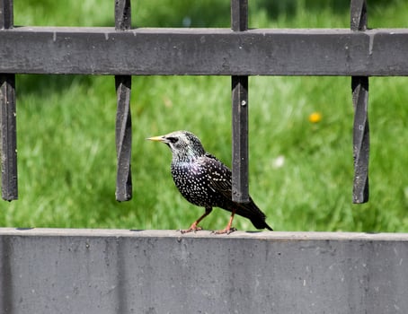 Starlings walk on the grass photo
