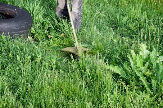 Application trimmers. Mowing green grass using a fishing line trimmer photo
