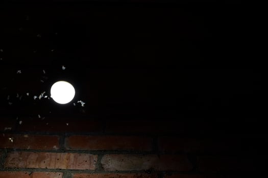Night insects at a bulb photo
