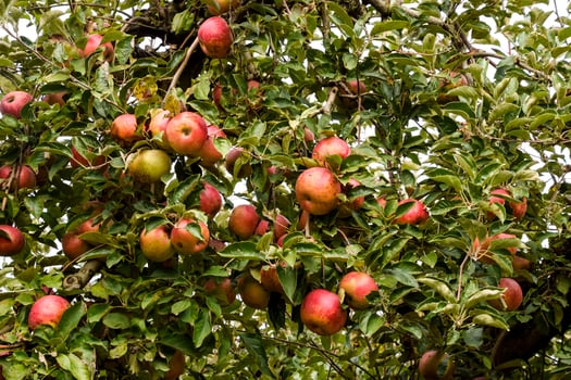 Apple orchard. Rows of trees and the fruit of the ground under t photo