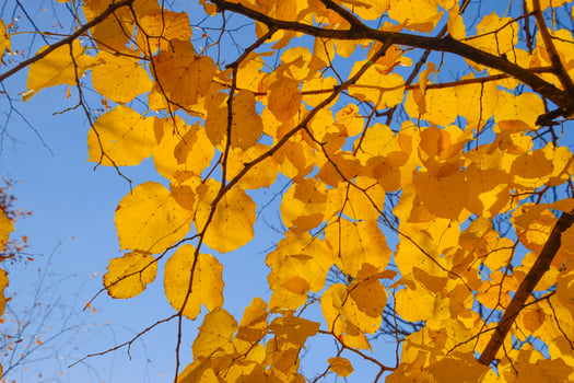 Yellow leaves of linden against the sky and the backlight. Autumn background from leaves of a linden. Yellow autumn leaves photo