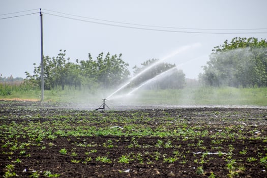 Irrigation system in field of melons. Watering the fields. Sprinkler photo