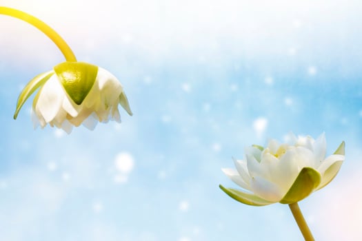 Water lily flower or lotus flower. Floral natural background. photo