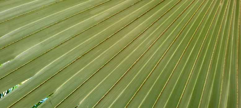tropical palm trees on a sunny day on the beach on the coast of Brazil amid photo