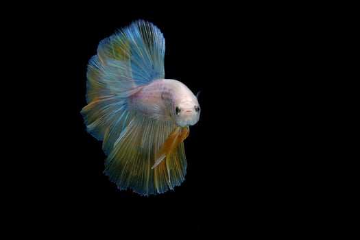 Yellow fancy halfmoon betta fish on black background photo