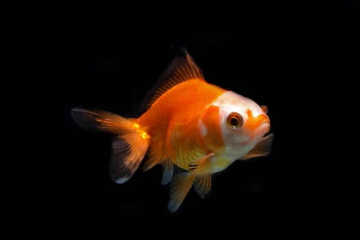 Red and white fancy goldfish on black background photo