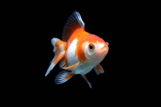 Red and white fancy goldfish on black background photo