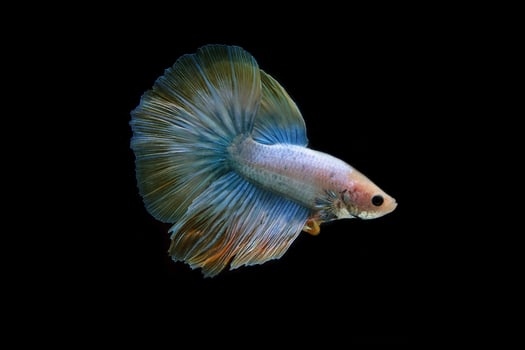 Yellow fancy halfmoon betta fish on black background photo