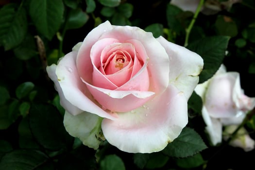 Beautiful white rose with pink lip photo