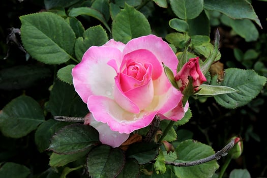 pink rose in the garden, beautiful rose flower photo