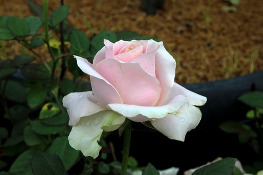 pink rose in the garden, beautiful rose flower photo