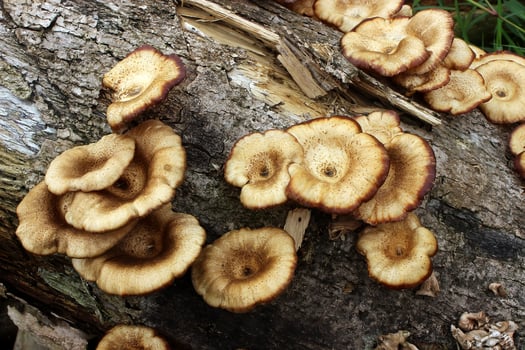mushrooms on the death tree log photo