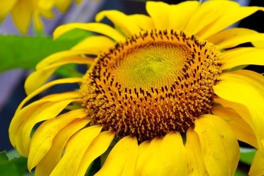 sunflowers with a beautiful rosy yellow color photo