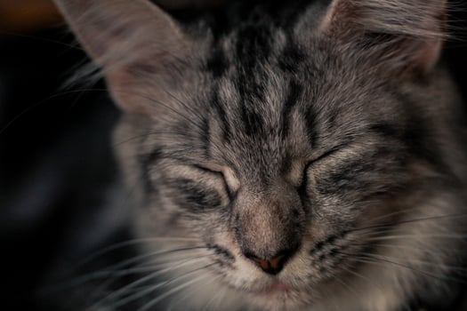 a cat is sleeping under a chair photo