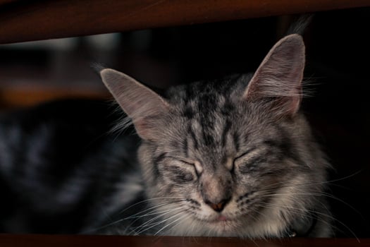 a cat is sleeping under a chair photo