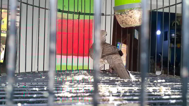 image of a bird in a cage photo