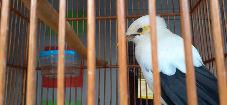image of a bird in a cage photo