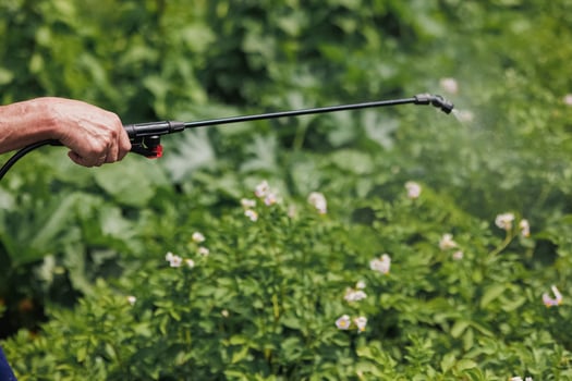 A worker sprays pesticide on green leaves of potatoes and various garden crops outdoors. Pest control photo
