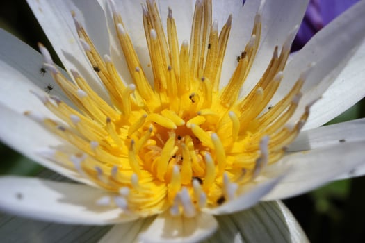lotus or water lily in pond photo