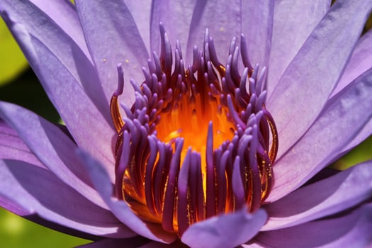 lotus or water lily in pond photo