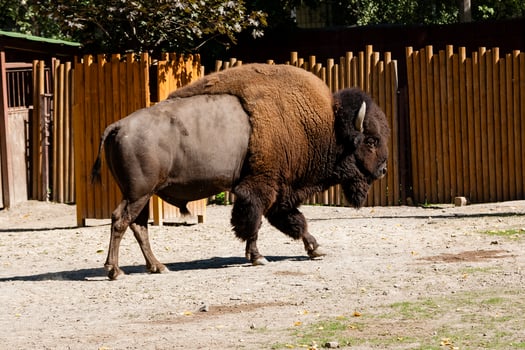 Buffalo close-up walking in the sun photo