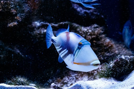 Fish Painted Triggerfish Rhinecanthus aculeatus photo