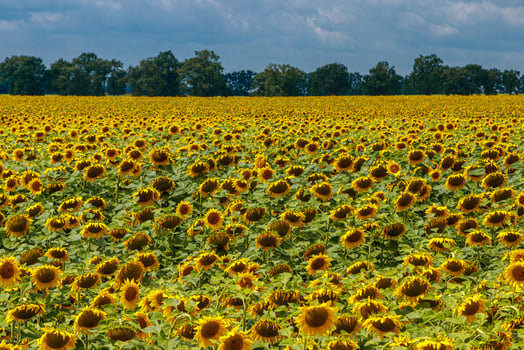 Beautiful field of yellow sunflowers on a background of blue sky with clouds photo