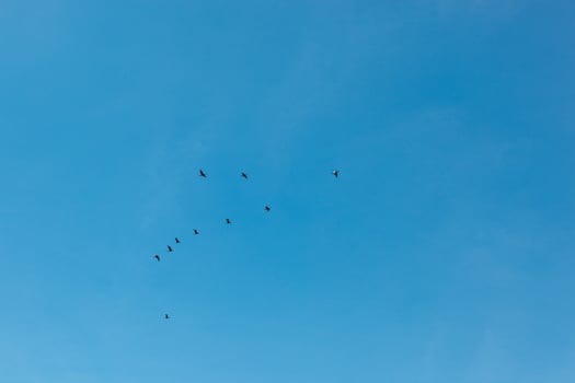 a flock of birds flying in the blue sky photo