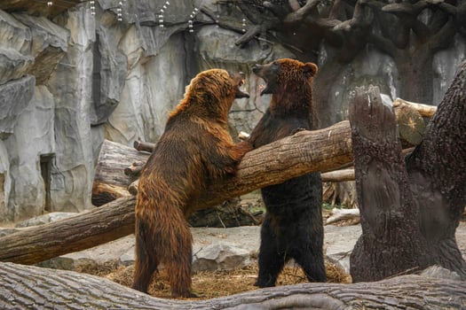 Two brown bears playing with each other photo